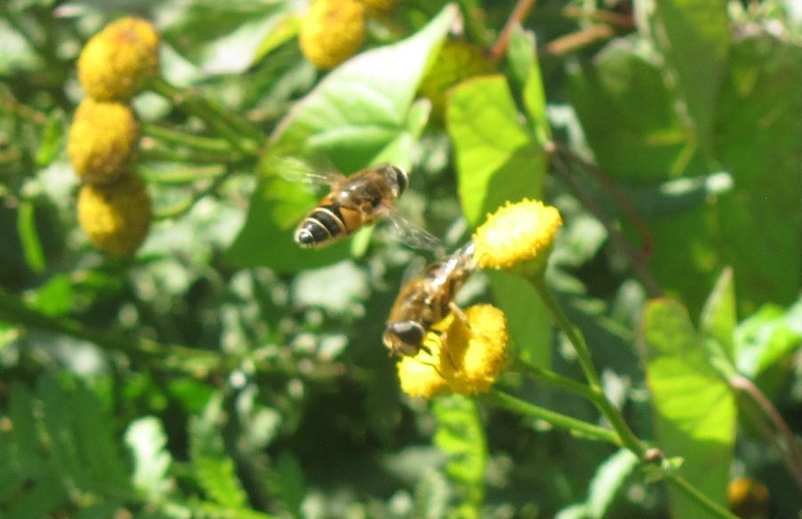 Syrphidae? da ID